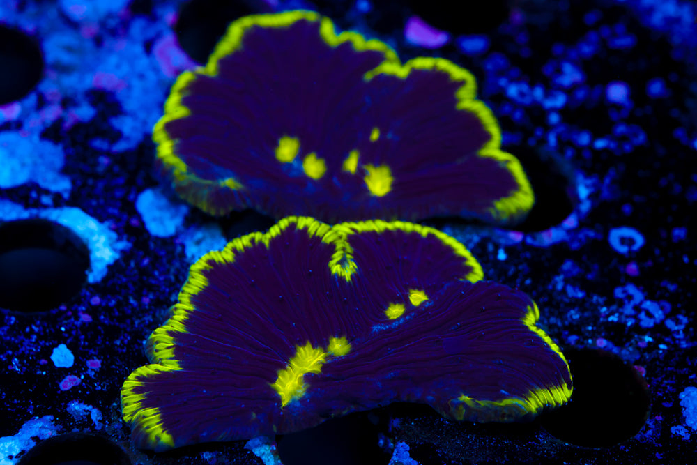 Green Rim Plate Coral (bottom one only)