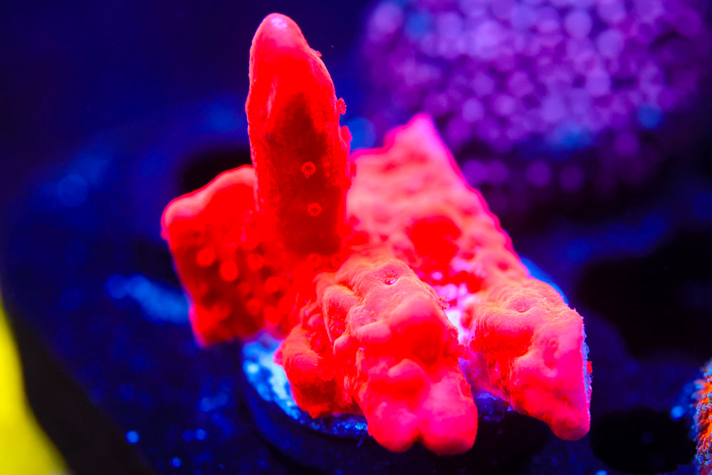 Montipora Branching Setosa