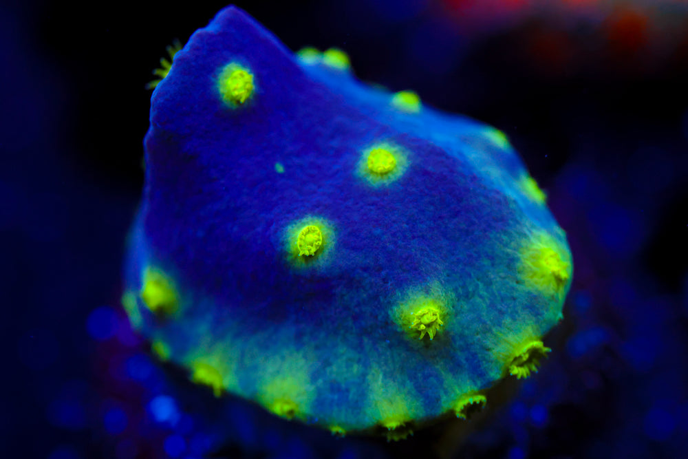 Neon Scroll Coral