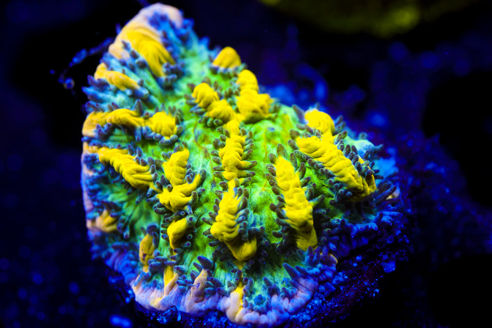 Emerald City Hydnophora