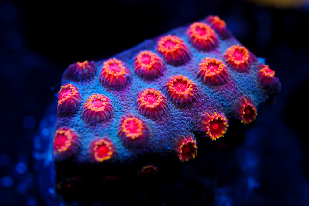 Partycrasher Cyphastrea