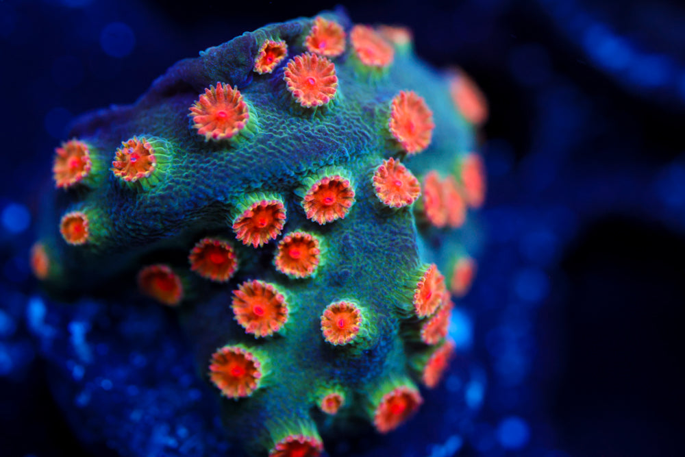 Firestorm Cyphastrea