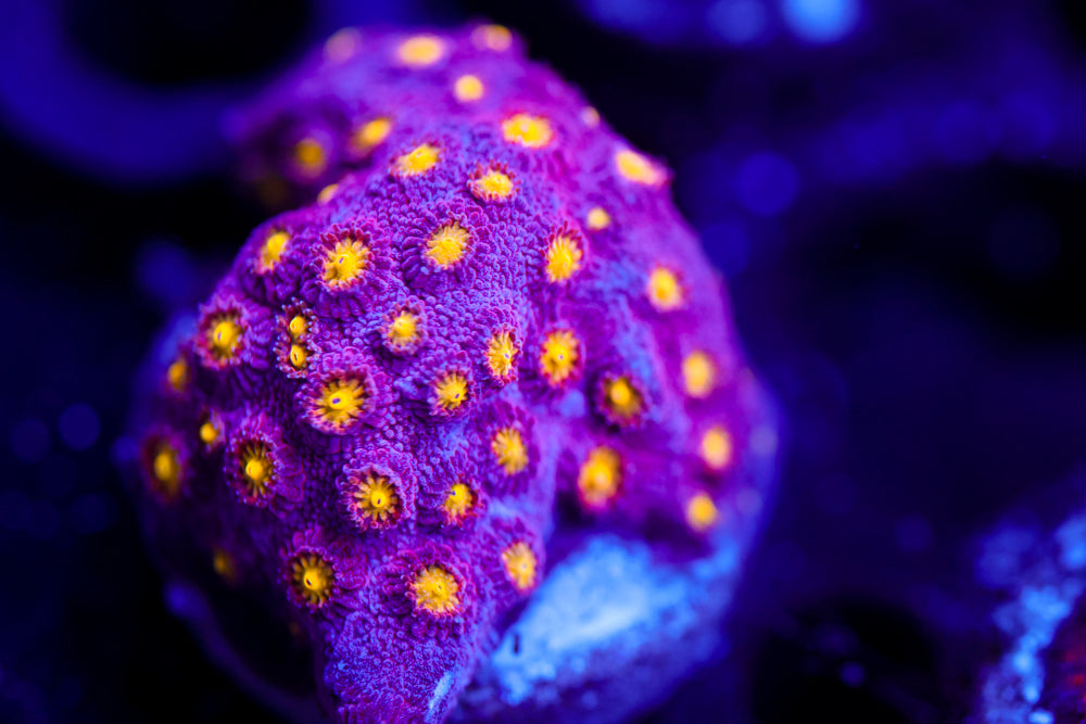 Bling Bling Cyphastrea