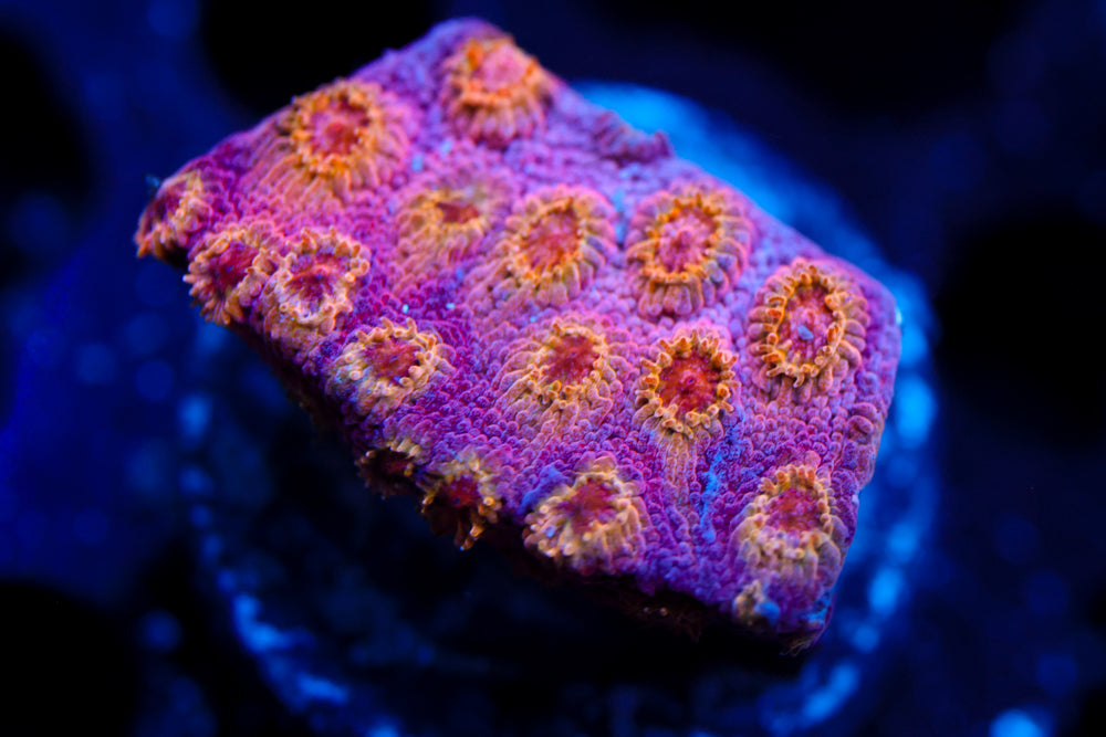 Copperhead Cyphastrea