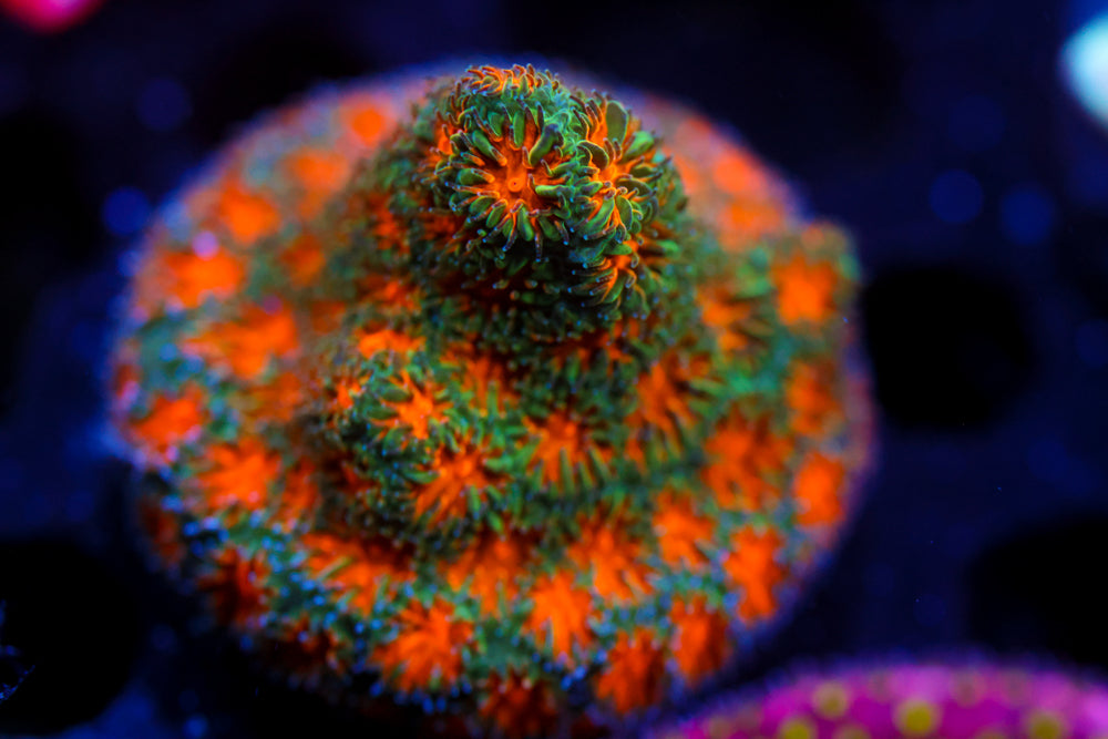 John Deere Green Leptastrea