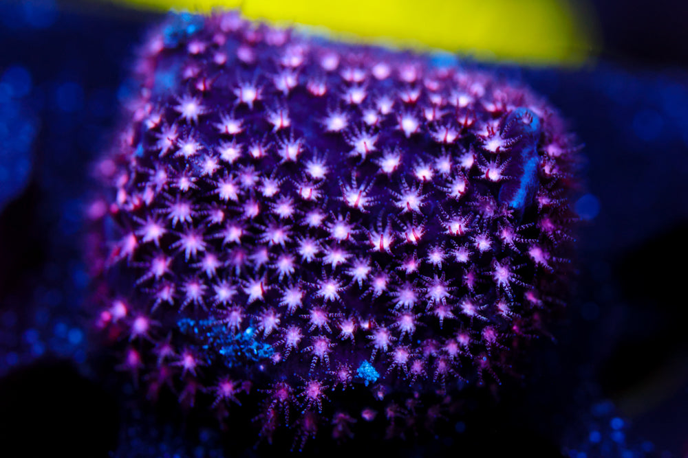 ECC Purple Passion Stylocoeniella