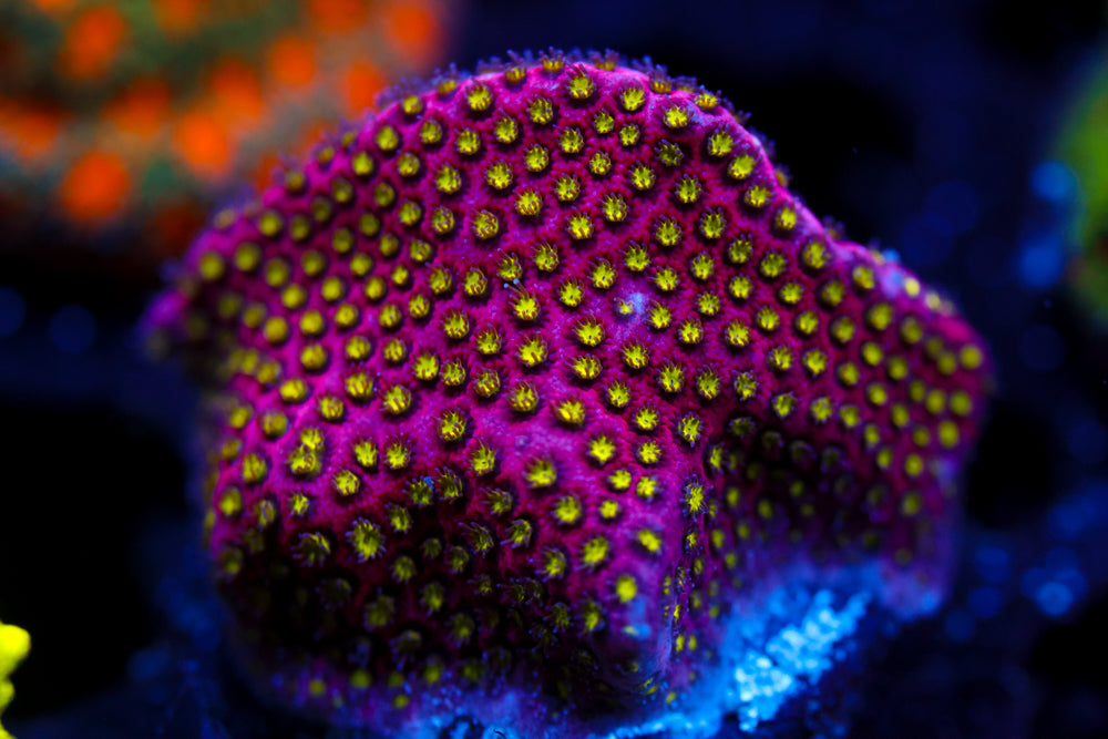 Electric Daisy Stylocoeniella 2