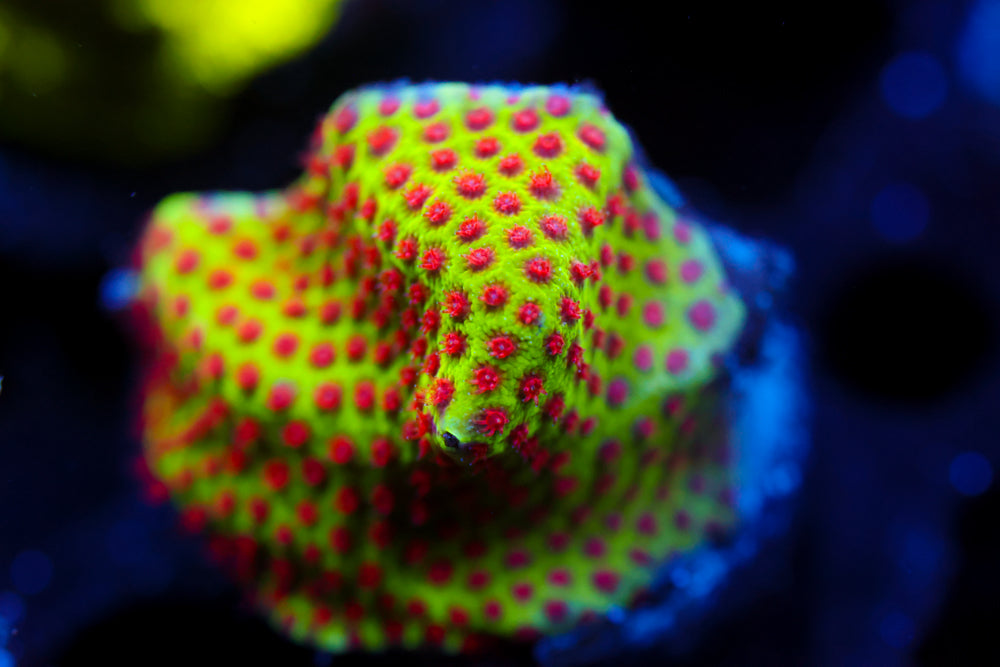 JF Burning Banana Stylocoeniella