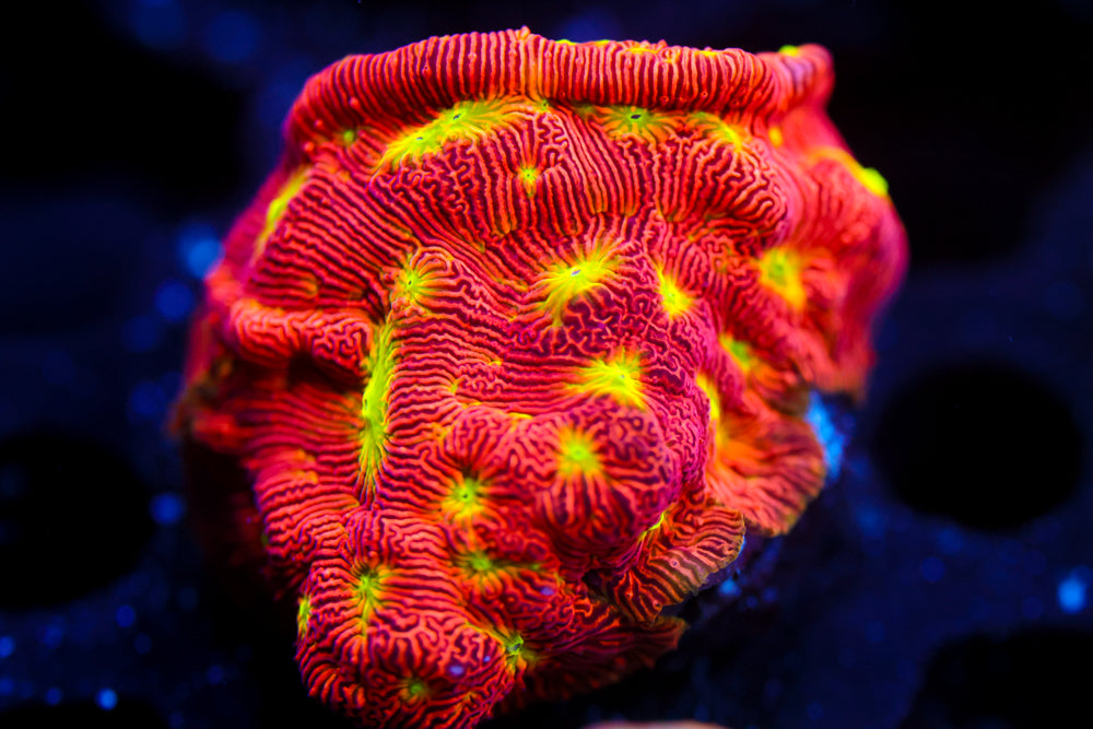 Jack o' Lantern Lepto 1