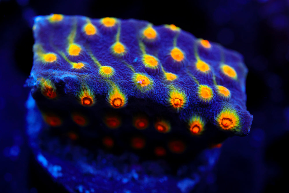 Buzz Lightyear Cyphastrea 1