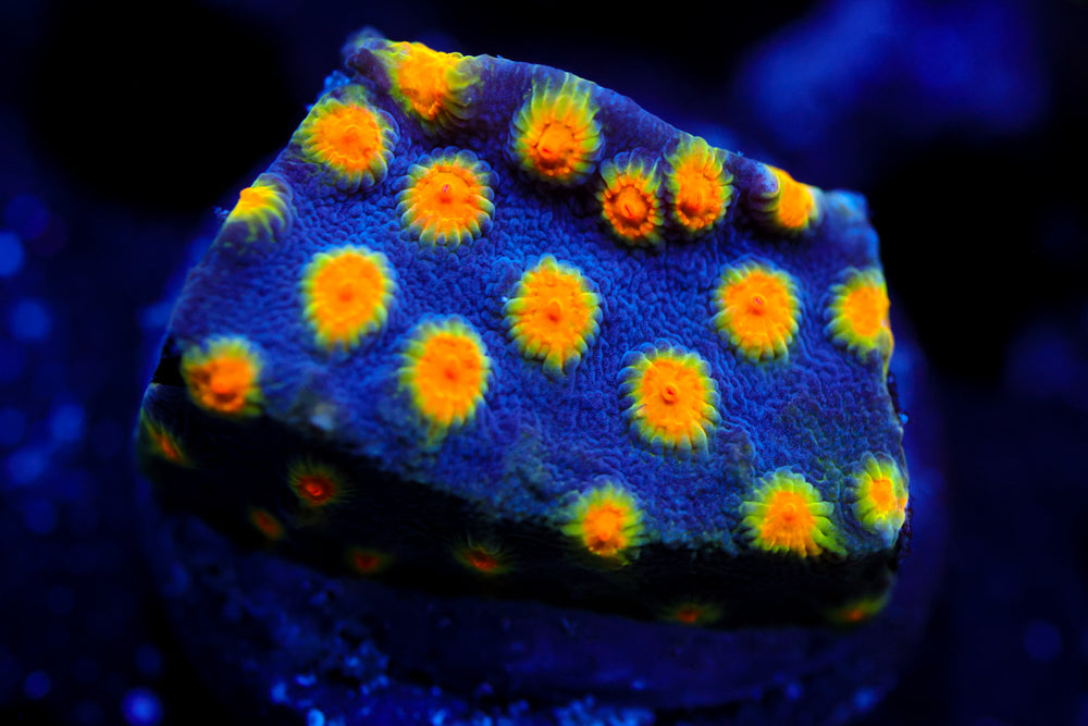 Buzz Lightyear Cyphastrea 2