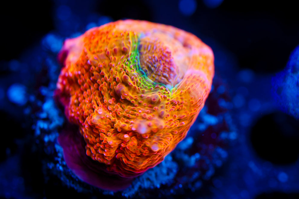 CV Afterburner Bowerbanki (collector)