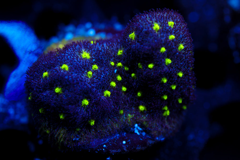 Toxic Waste Psammocora