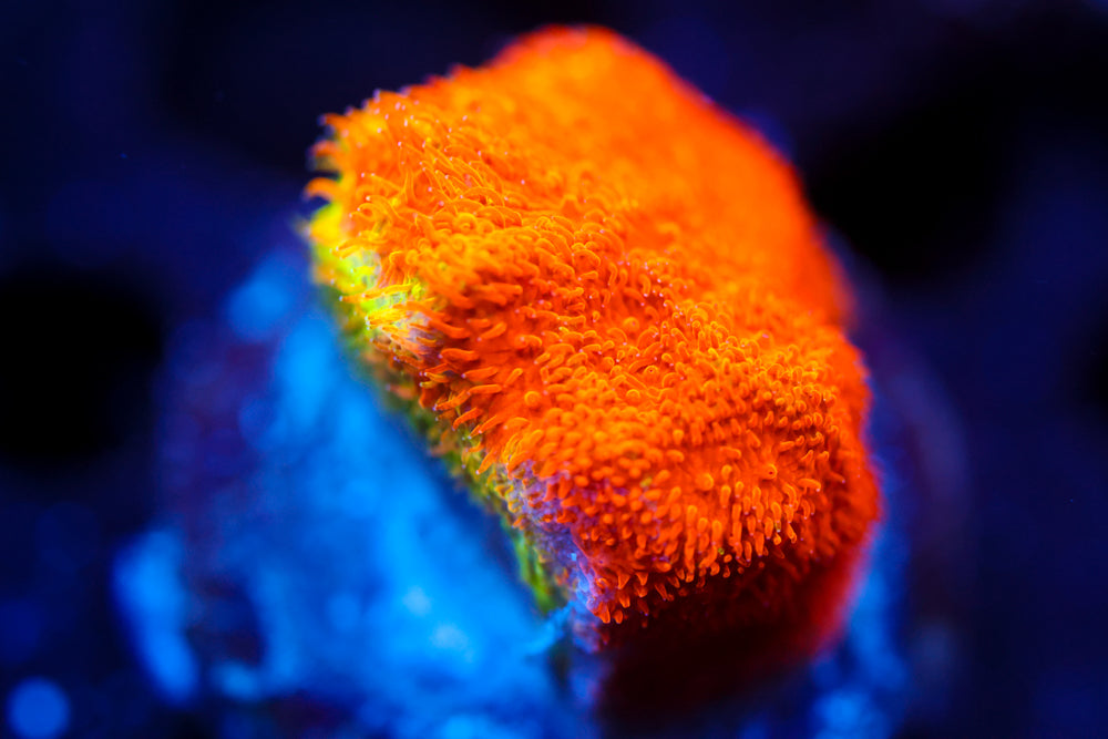 Watermelon Psammocora