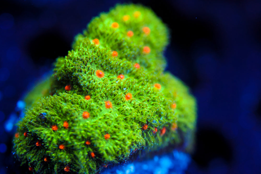 Harvest Moon Psammocora 3