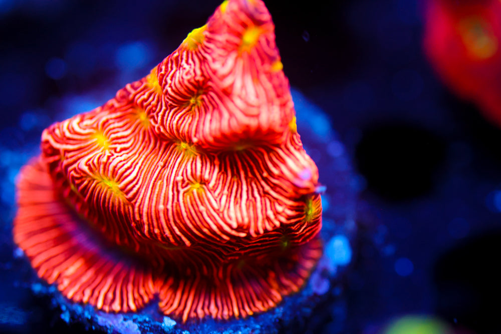 Jack o' Lantern Lepto 2