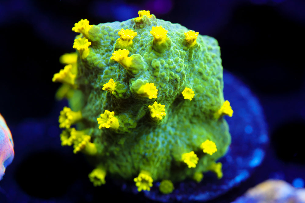 Glow Worm Astreopora 1