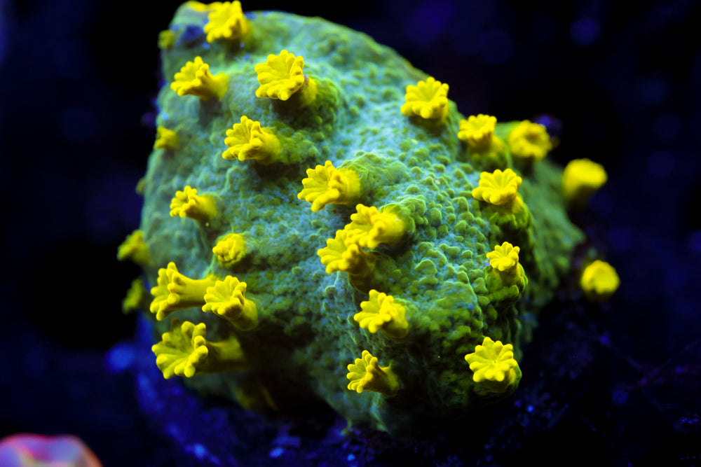 Glow Worm Astreopora 2