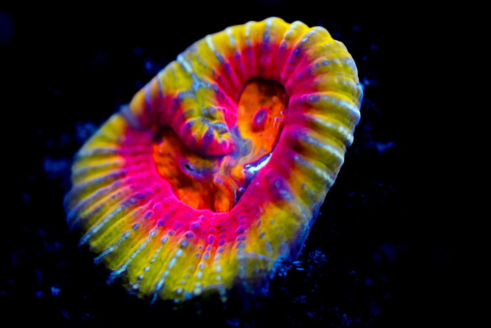 CC Melt Down Favia (collector)