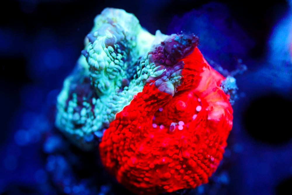 War Paint Bowerbanki (collectors)