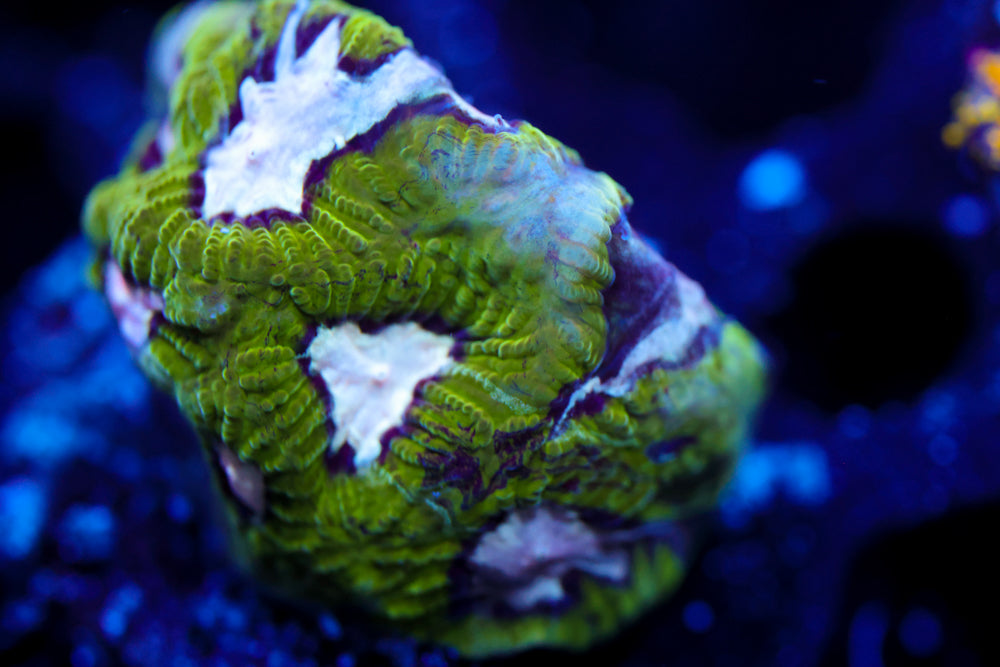 Hamster in Microwave Favia