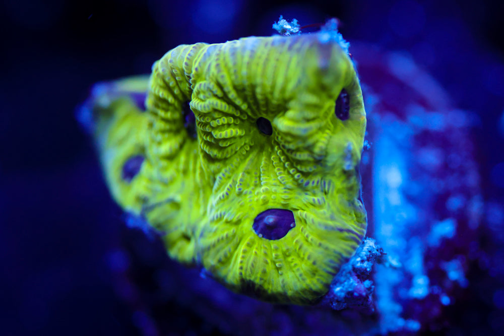 Purple Passion Favia