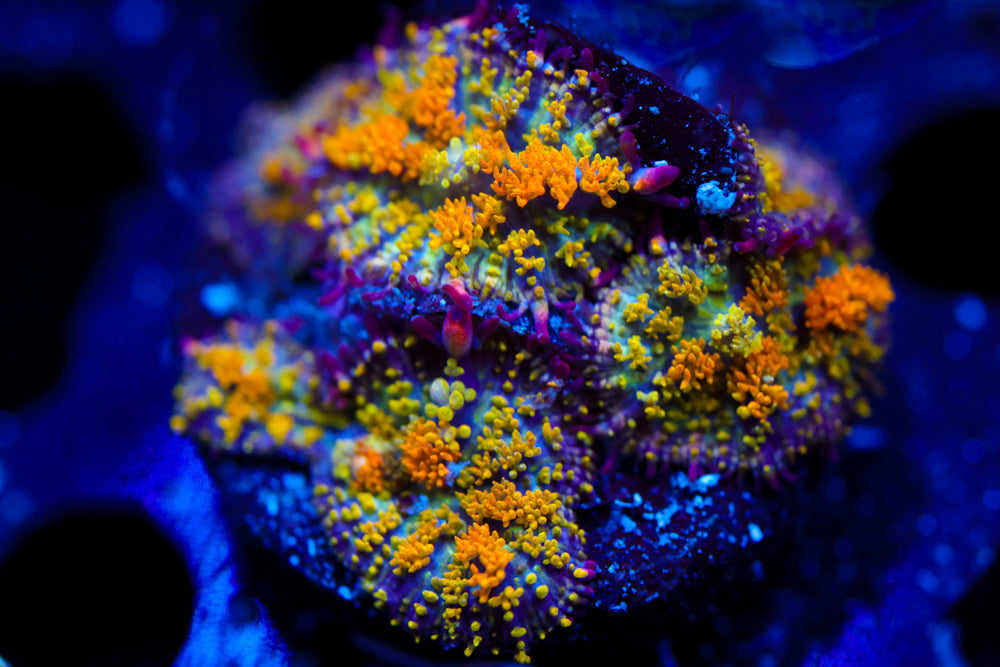 Gonzo's Golden Dragon Bounce (5+) Mushrooms