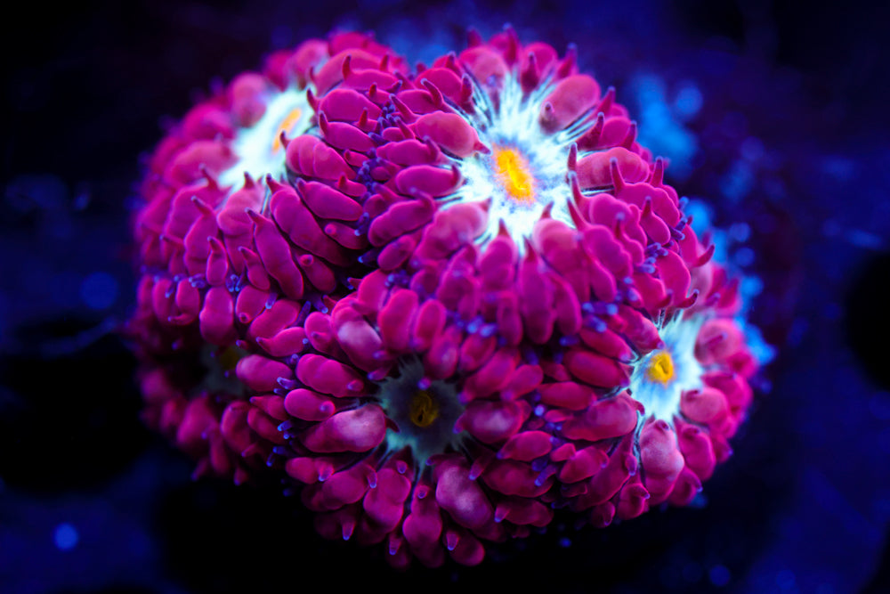 Blue Raven Blasto Merletti