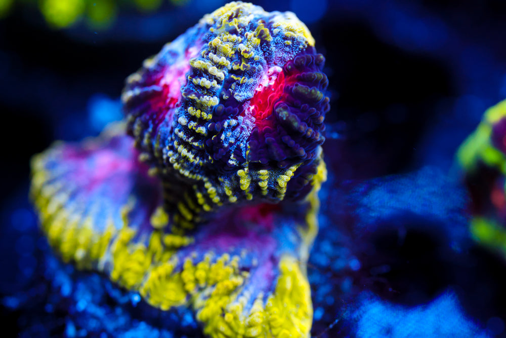 WWC Pico de Gallo Favia