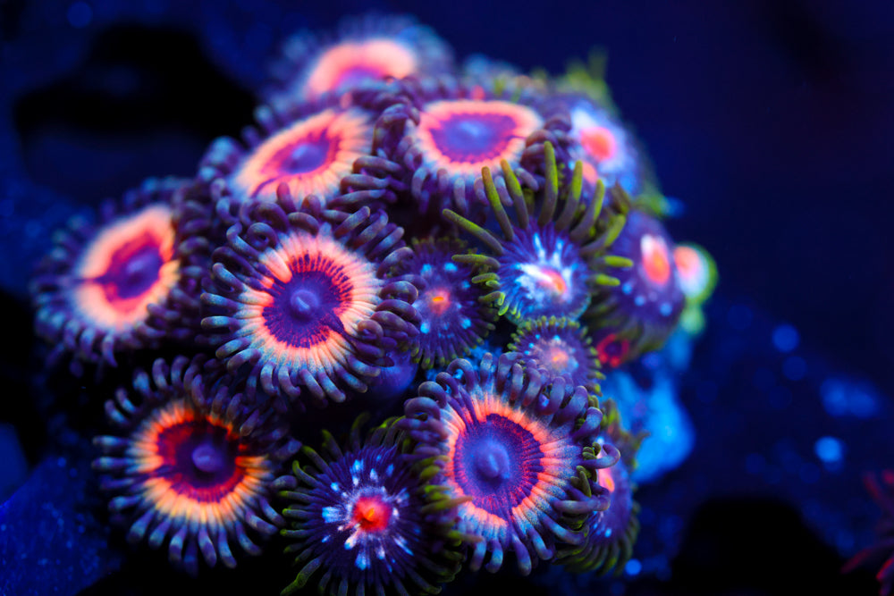 Peach Vamps Zoa + Stargazer
