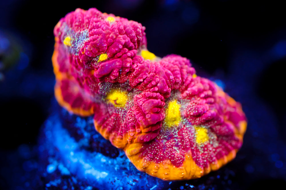 WWC Blood Diamond Favia