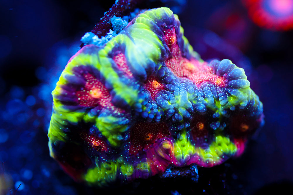 CV Rainbow Venom Favia