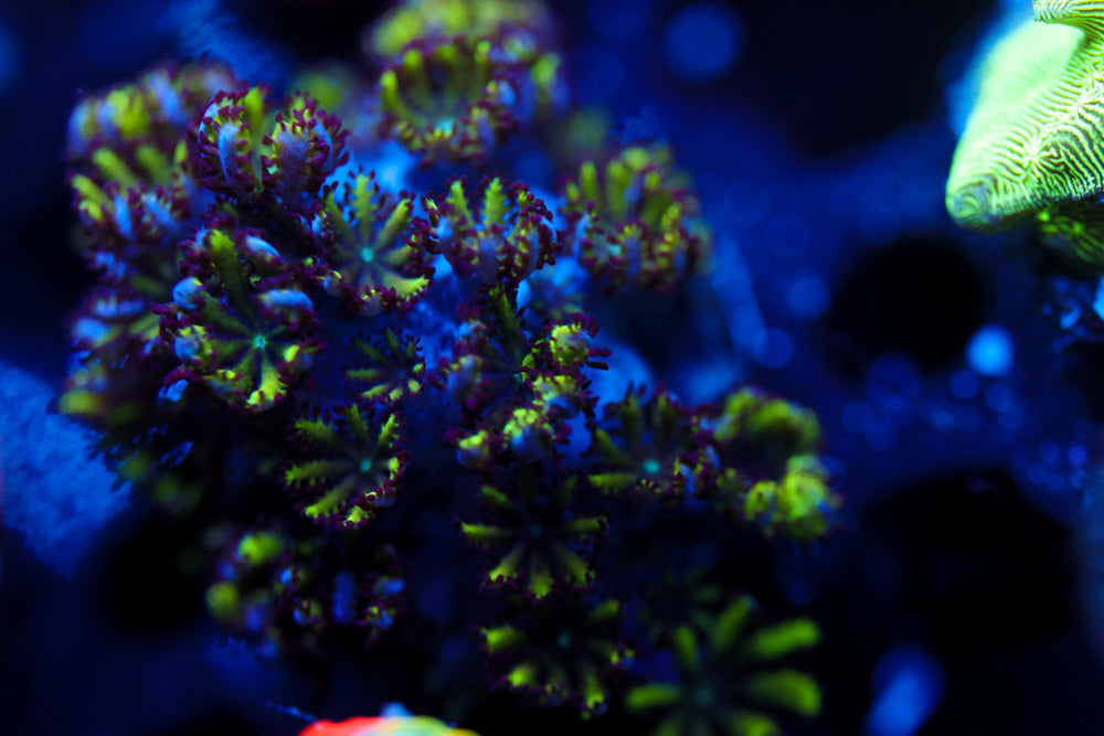 Blue Green Sympodium 2