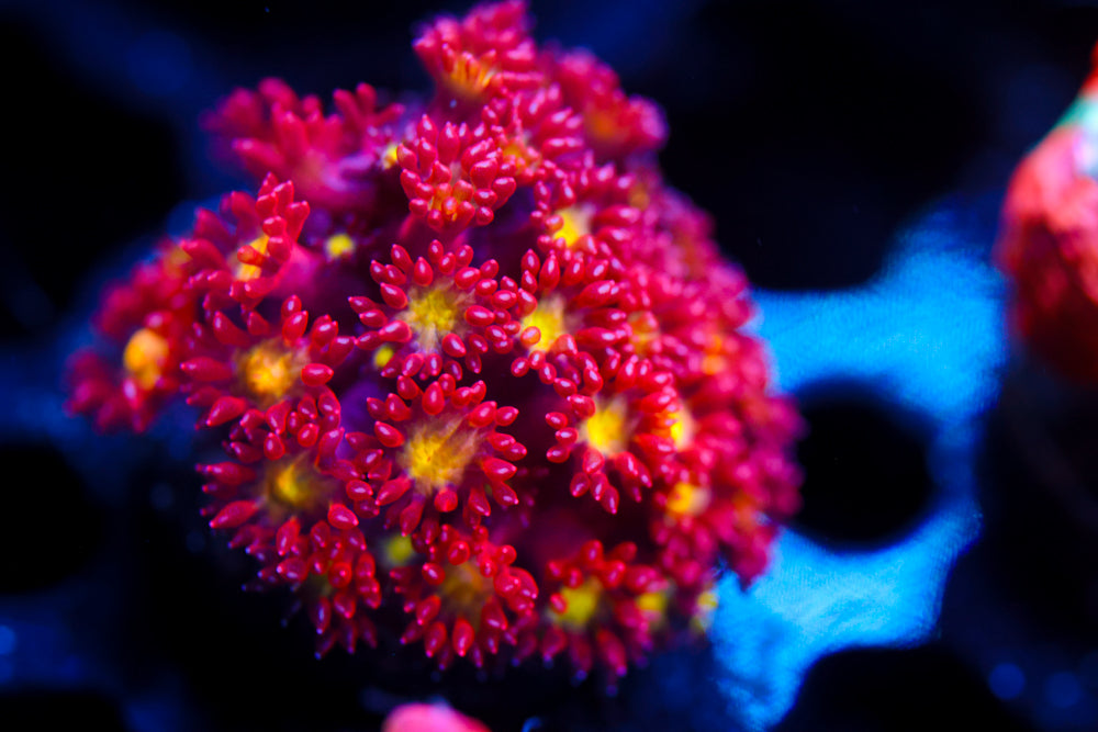 Combustion Micro Goni 2