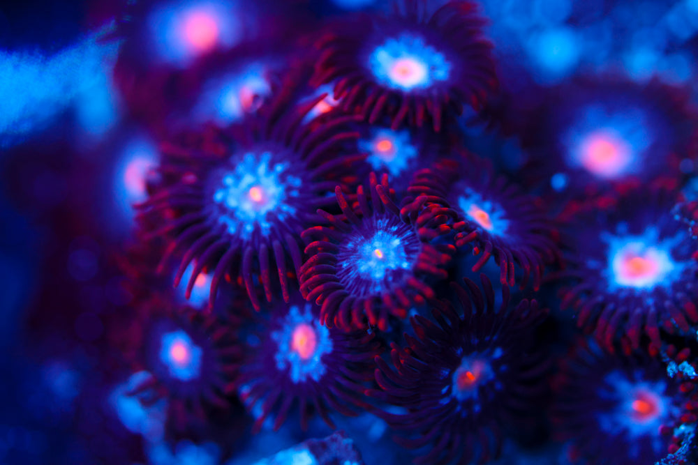 Mystique Zoa 1