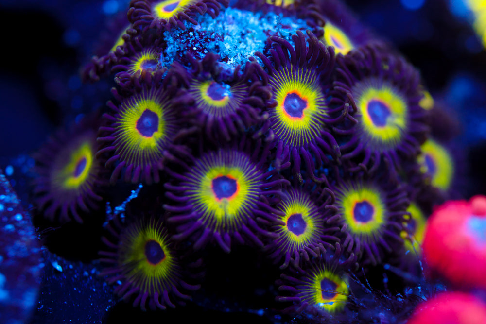 Bob Marley Zoa 1