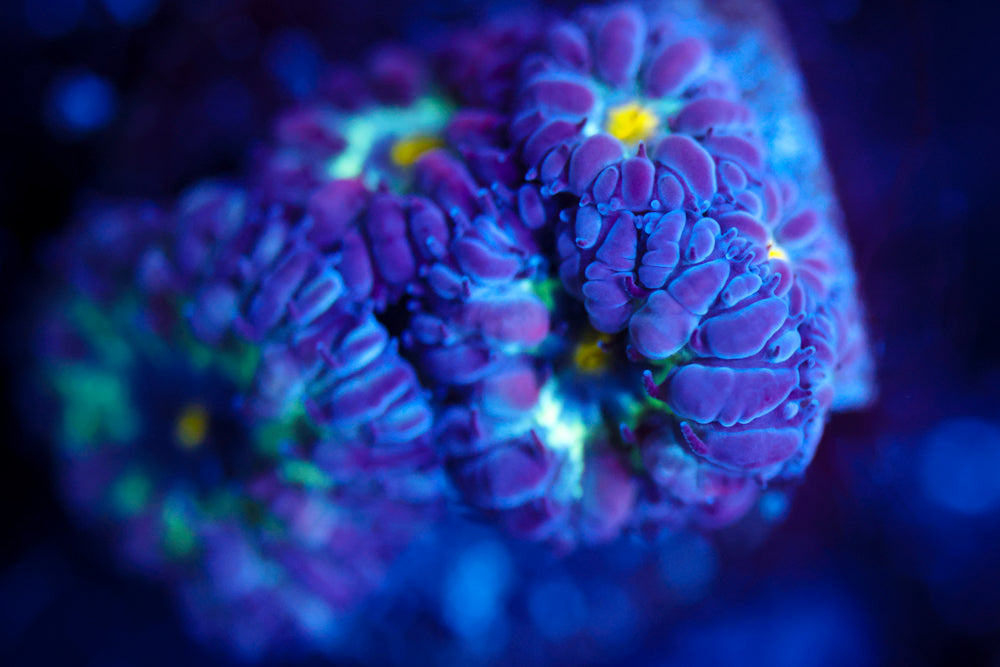 Black Raven Blasto Merletti