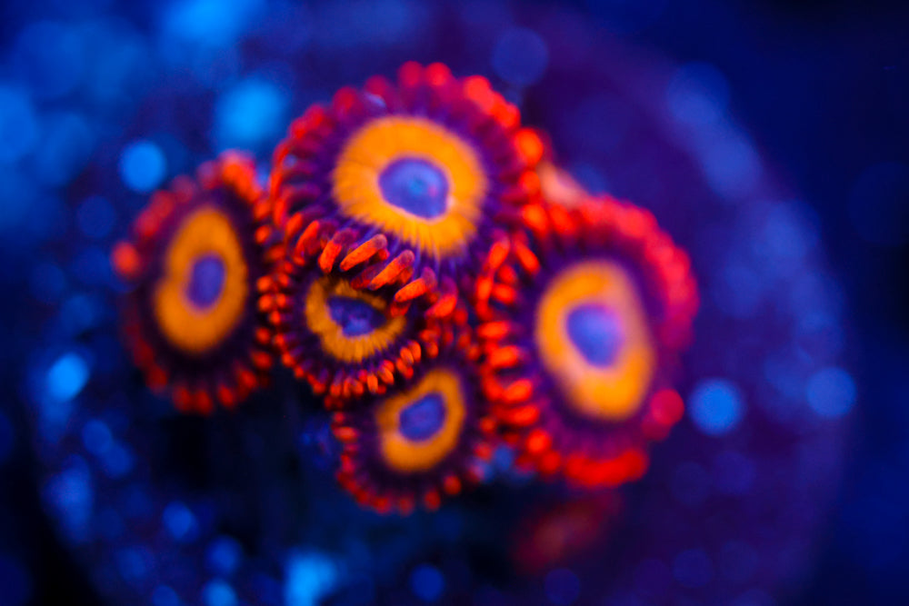 Fruit Loops Zoa 1