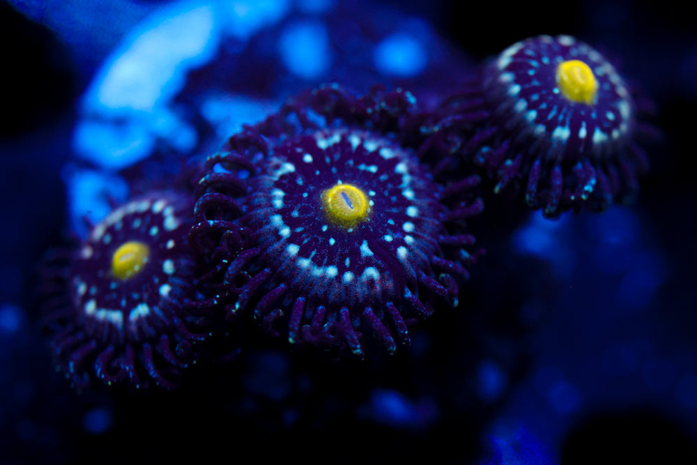 Blue Lagoon Zoa 1