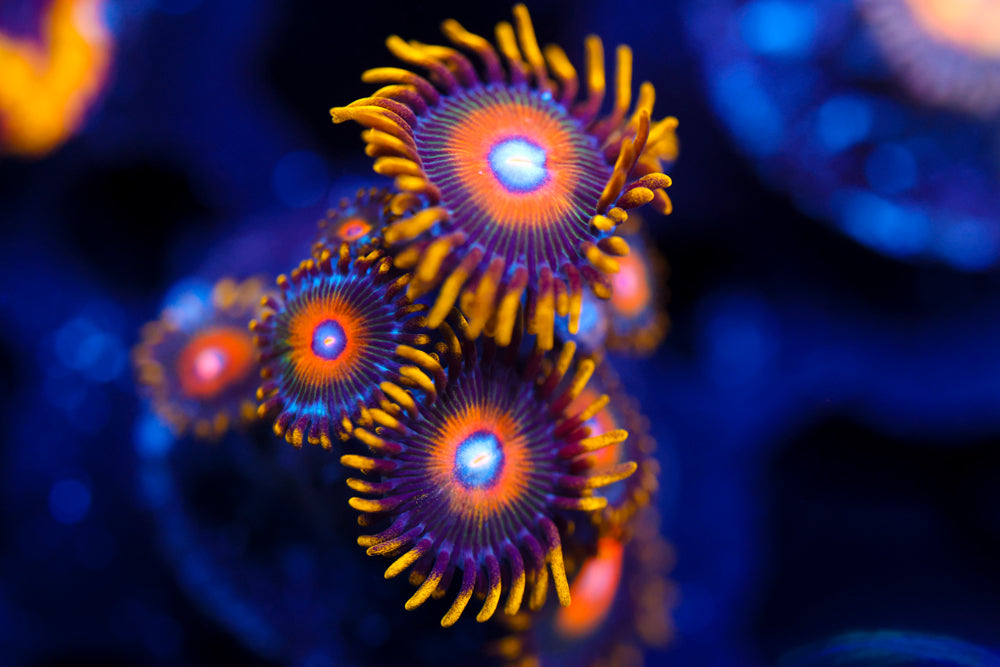 Scrambled Eggs Zoa