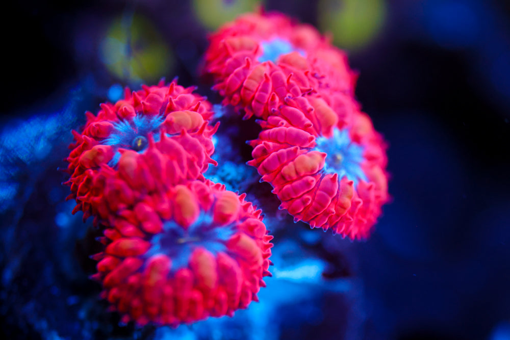 Superman Blasto Merletti 2