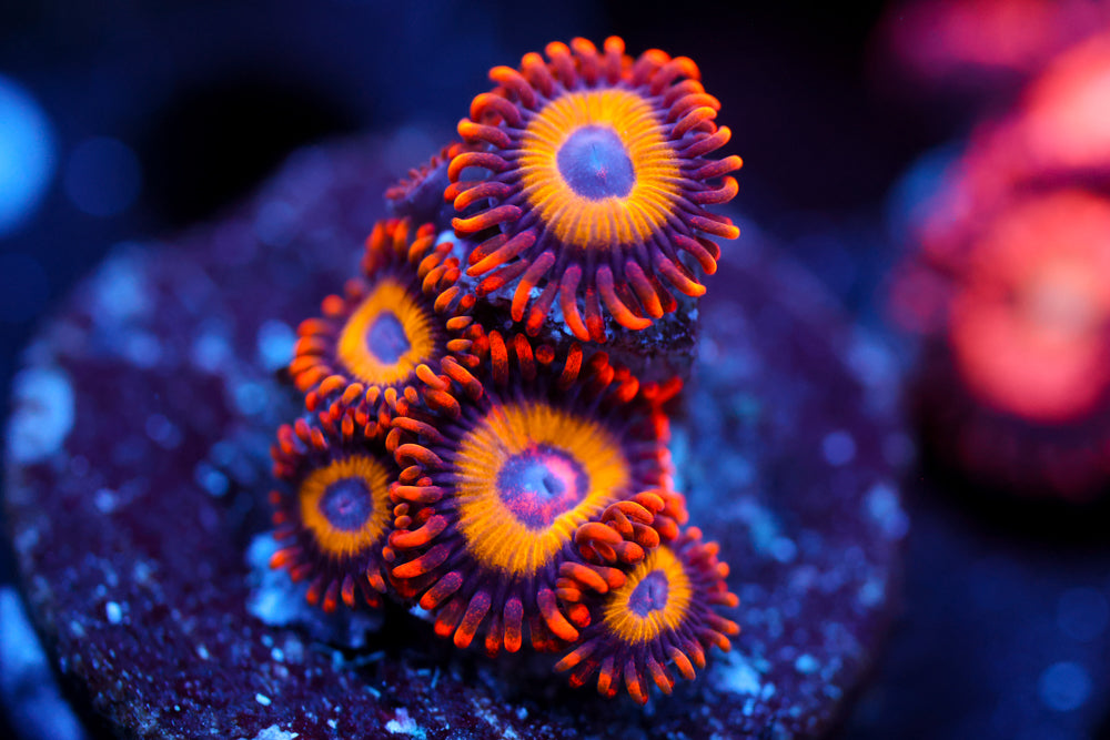 Fruit Loops Zoa 2
