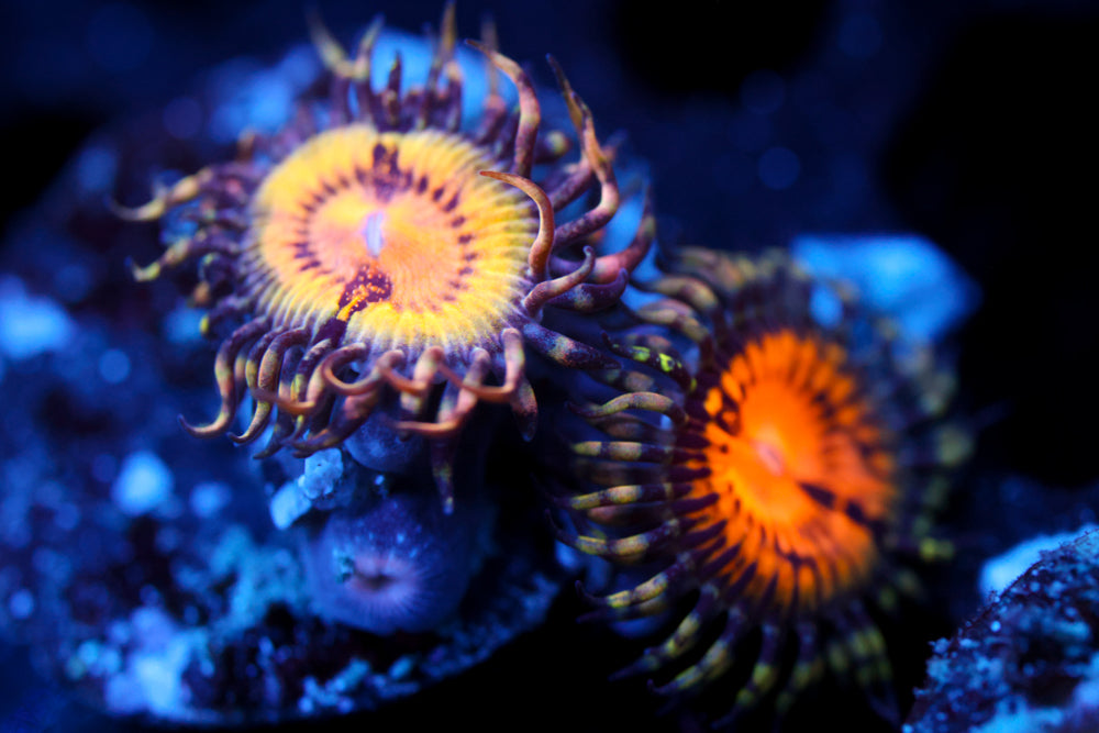GB Butt Muncher Zoa 1