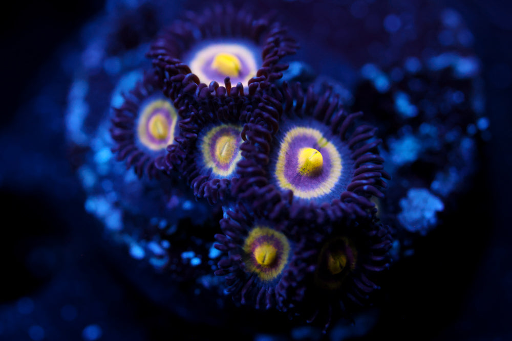 Supergirl Zoa 1 (collector)