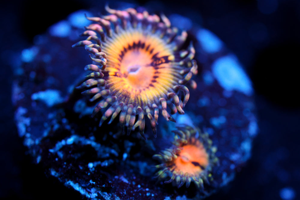 GB Butt Muncher Zoa 2
