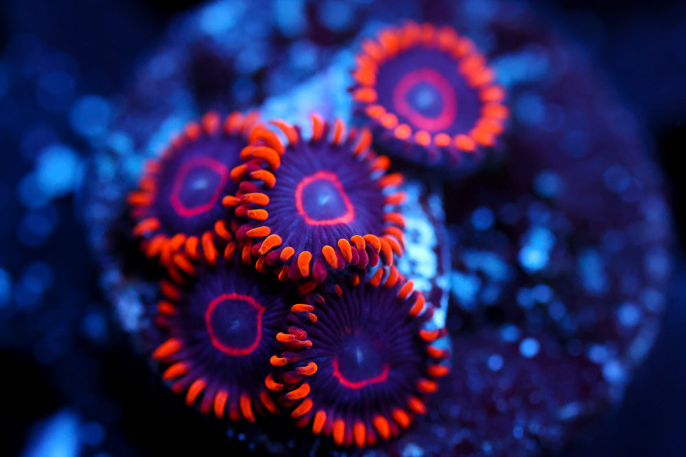Red Hornet Zoa 1