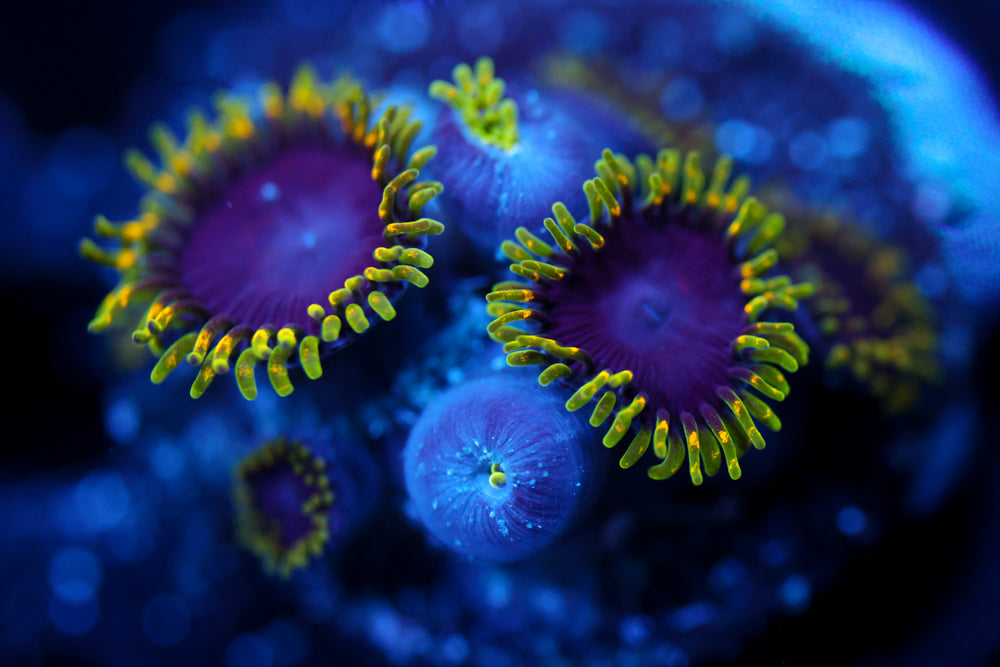 Joker Hornet Zoa