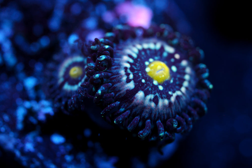 Blue Lagoon Zoa 2
