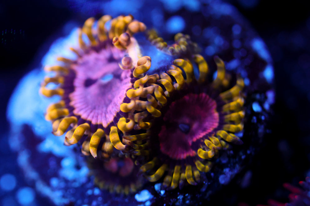 Purple Monster Zoa