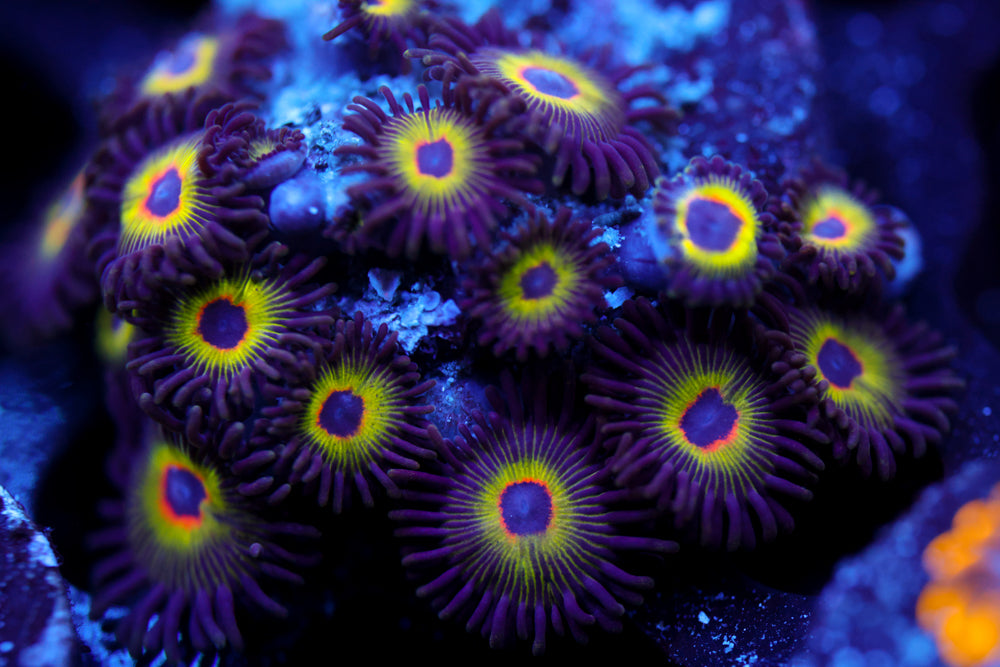 Bob Marley Zoa 2